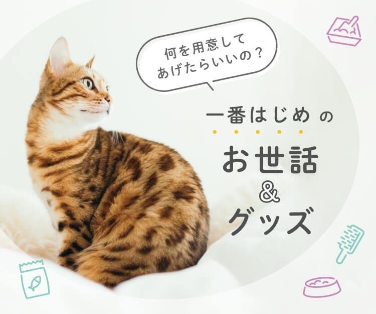 猫を飼う時に準備すること いぬ ねこのきもちstore 公式通販