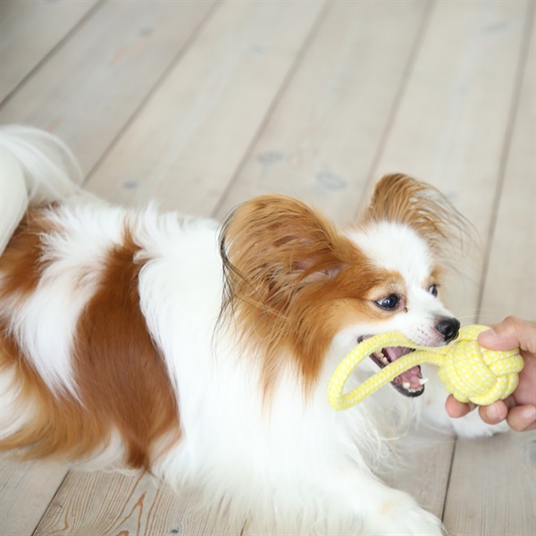 ノッティー　ボール１　犬用