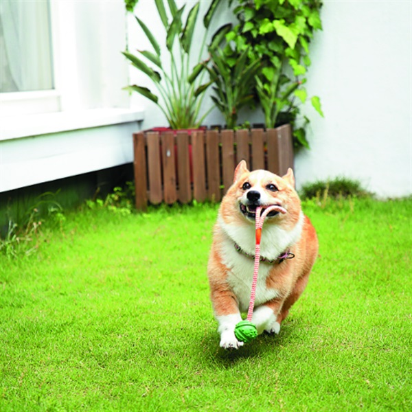 Ｋ－９ボール　Ｓ　犬用