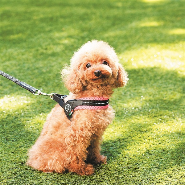 トレポンティ ハーネス 犬 フィッビア ソフトメッシュ 小型犬用