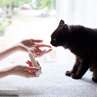 オーラルケア for Cat（愛猫用口内洗浄液）